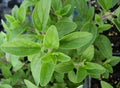 Organic Italian Oregano Plant in 2.5-Inch Pot - Origanum vulgare - Drought Tolerant Herb for Cooking and Seasoning