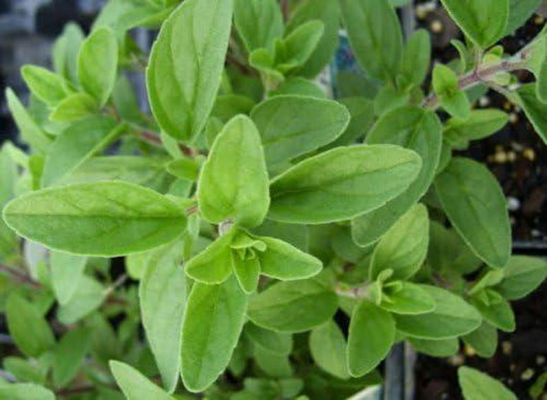 Organic Italian Oregano Plant in 2.5-Inch Pot - Origanum vulgare - Drought Tolerant Herb for Cooking and Seasoning