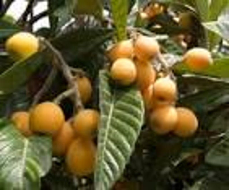 Golden Nugget Loquat Seedling Tree - 1 ft Live Plant in 6" Pot - Eriobotrya japonica Seedling with Good Roots