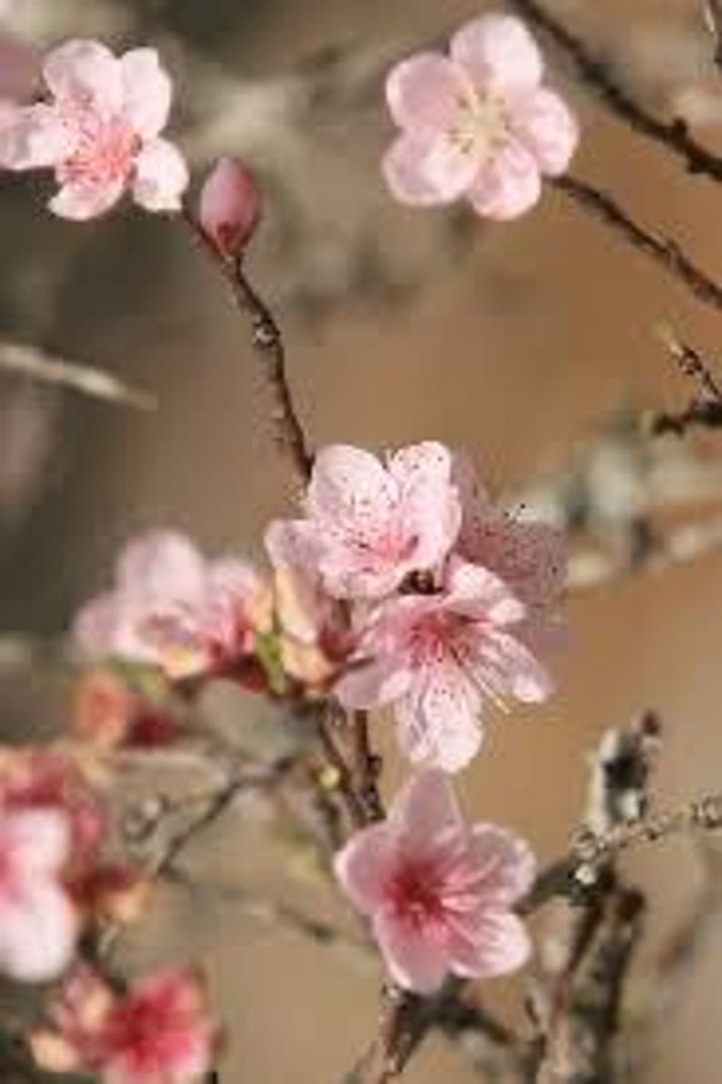 Dwarf Pink Flowering Almond Plant - Quart Pot - Prunus glandulosa - Ornamental Shrub with Spring Blooms - USDA Zone 4-8