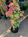 Bougainvillea Plant - 3 Gal Pot - Pink and White Variegated - Bougainvillea spp.