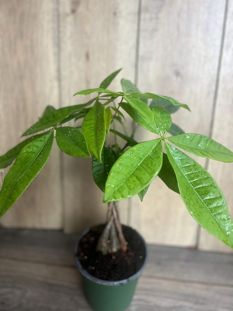 Braided Money Tree Plant - 4" Pot - Pachira aquatica - Lively Green Leaves - Indoor Office Plant for Good Luck and Positive Energy