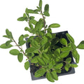 Organic Marjoram Plant in 2.5-inch Pot - Knotted Marjoram, Sweet Marjoram - Origanum majorana by Smoke Camp Crafts