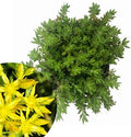 Organic Gold Moss Stonecrop Sedum Live Plant 2.5 Inch Pot (Sedum sarmentosum) - Drought-Tolerant Succulent for Indoor/Outdoor Use