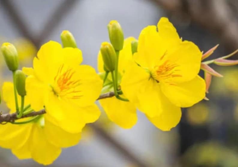 Mai Vàng Bonsai Tree - 6" Pot - Yellow Apricot Flowering Plant (Ochna integerrima)