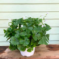Oxalis Green Live Plant 6” Pot - Shamrock Plant - Oxalis regnellii - Indoor Houseplant for Home Decor