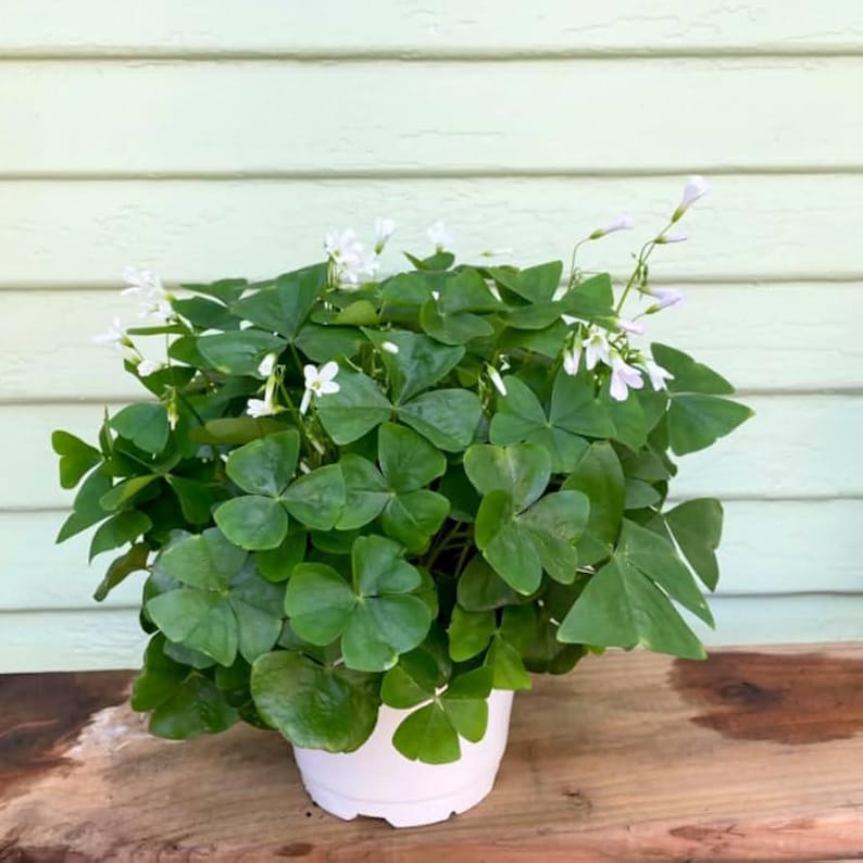 Oxalis Green Live Plant 6” Pot - Shamrock Plant - Oxalis regnellii - Indoor Houseplant for Home Decor