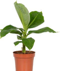 Organic Super Dwarf Banana Tree Half Gallon Pot | Musa acuminata | Indoor/Patio Ornamental Plant | Easy to Grow