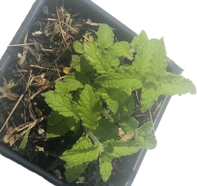Organic Strawberry Mint Plant in 2.5-Inch Pot, Mentha x piperita 'Strawberry', Sweet-Scented Leaves, Perennial Herb