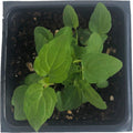Organic Skullcap Plant 2.5-inch Pot Blue Flowers Scutellaria lateriflora North American Native Perennial Deer Tolerant