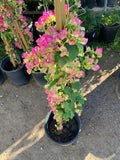 Bougainvillea Plant - 3 Gallon Pot - Pink & White Variety - Bougainvillea spp.