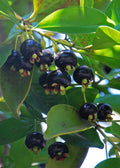 Grumichama Tree 3 Gallon Pot Brazilian Cherry Eugenia brasiliensis, Tropical Fruit Tree for Garden, Sweet Berries, Easy Care