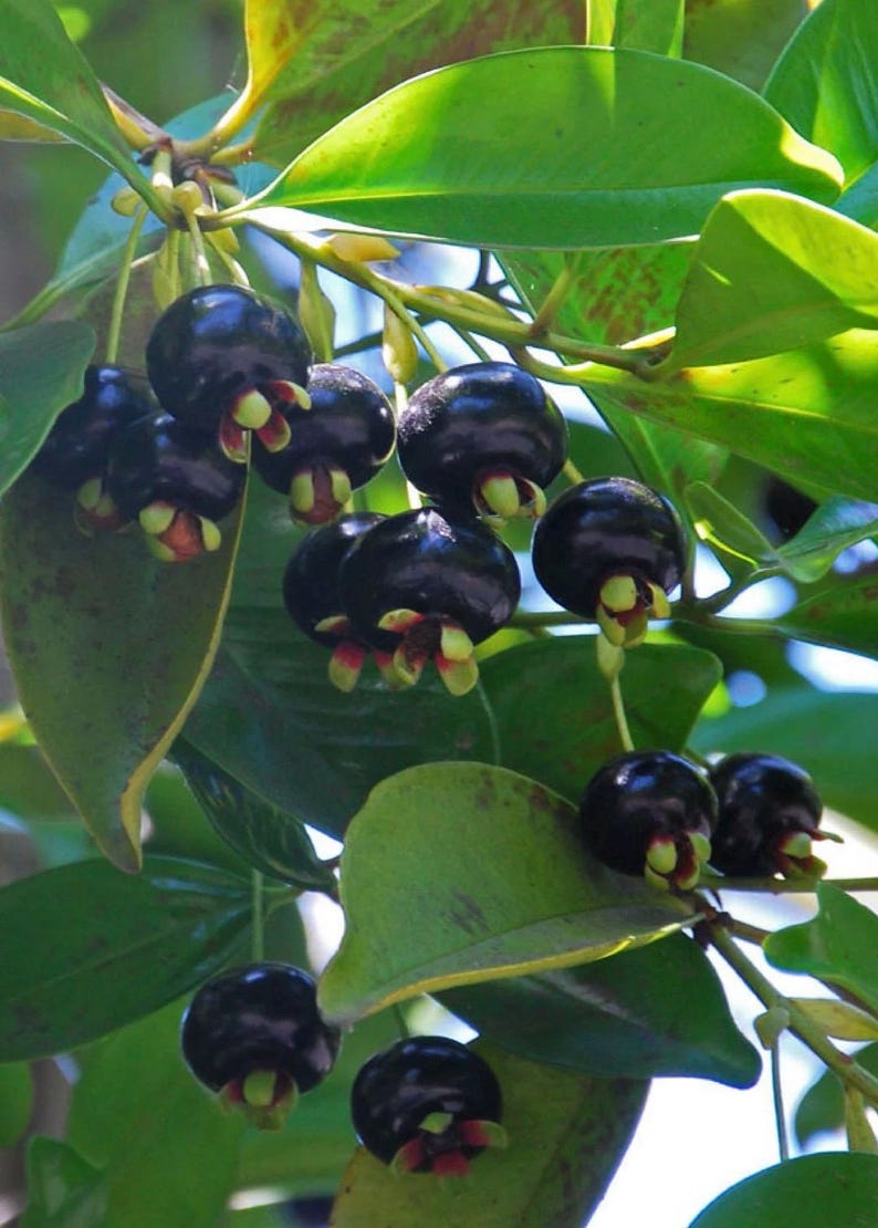 Grumichama Tree 3 Gallon Pot Brazilian Cherry Eugenia brasiliensis, Tropical Fruit Tree for Garden, Sweet Berries, Easy Care