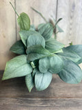 Scindapsus Silver Hero Plant in 4" Pot | Pothos-Like Houseplant | Scindapsus pictus ‘Silver Hero’ | Easy Care Tropical Plant