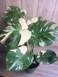 Monstera Thai Constellation Plant in 6" Pot - Monstera deliciosa Variegated Houseplant with Unique Leaf Patterns