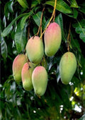 Grafted Pickering Mango Tree in 1/2 Gallon Pot - Compact Tropical Fruit Plant (Mangifera indica) for Small Spaces