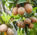 Large Organic Sapodilla Plant 20-26 Inch (2-3ft) in Pot - Manilkara zapota, Fast Growing, Easy Container Gardening