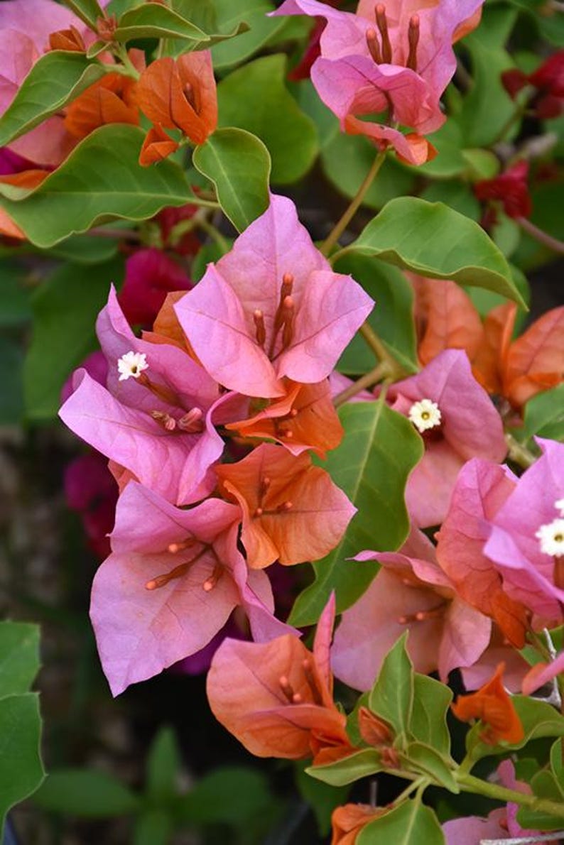 Bougainvillea Plant 1-2 Feet Rosenka in 6" Pot - Bougainvillea glabra