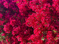 San Diego Red Bougainvillea - 3 Gallon Pot - Evergreen Shrub (Bougainvillea spp.)