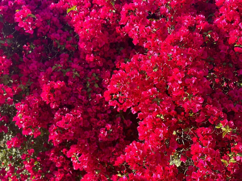 San Diego Red Bougainvillea - 3 Gallon Pot - Evergreen Shrub (Bougainvillea spp.)