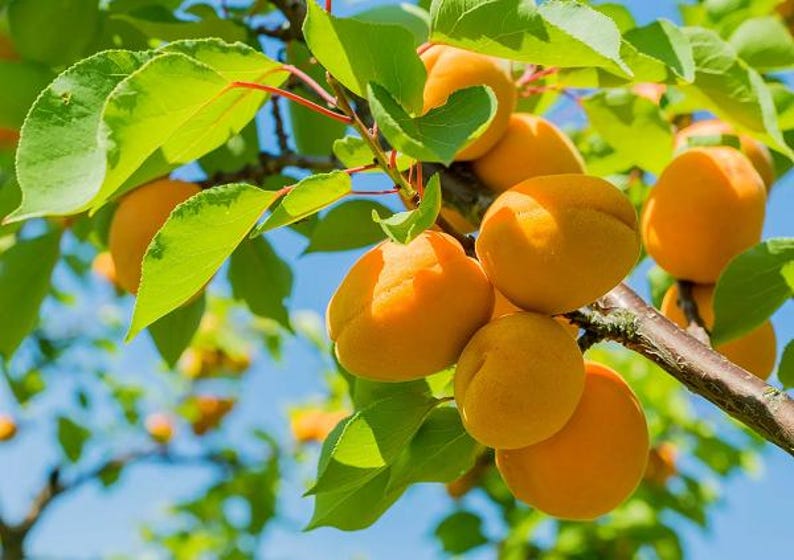 Fruit Trees Up to 3 ft Tall - Asian Pear, Apple, Apricot, Italian Plum, Saturn Peach - Various Hard-to-Find Types