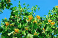 Tulip Tree Sapling - Up to 3 ft Tall - Liriodendron tulipifera - Hardy Tree for Landscape and Gardens