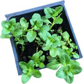 Organic Pennyroyal Live Plant 2.5-Inch Pot | Creeping Perennial with Purple Flowers | Mentha pulegium by Smoke Camp Crafts