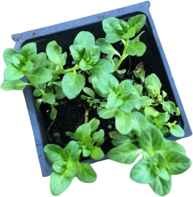Organic Pennyroyal Live Plant 2.5-Inch Pot | Creeping Perennial with Purple Flowers | Mentha pulegium by Smoke Camp Crafts