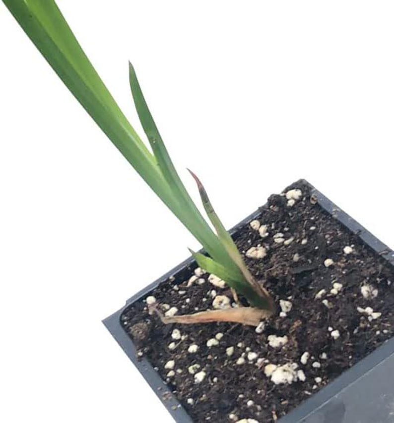 Organic Sweet Flag Plant in 2.5-inch Pot - Acorus americanus, Native Wetland Plant for Pond Edges & Wet Habitats