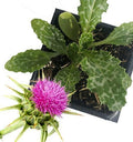 Organic Milk Thistle Plant in 2.5-inch Pot - Blessed Thistle (Silybum marianum) - Pink-Purple Flowers, Drought Tolerant