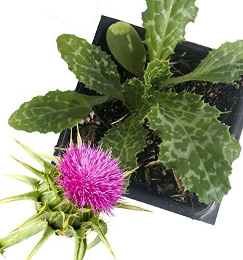 Organic Milk Thistle Plant in 2.5-inch Pot - Blessed Thistle (Silybum marianum) - Pink-Purple Flowers, Drought Tolerant