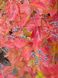 Native Arrowood Viburnum 'Chicago Lustre' 2.5” Pot - Viburnum dentatum - Glossy Green Foliage, USDA Zone 4-7