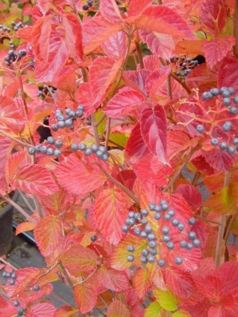 Native Arrowood Viburnum 'Chicago Lustre' 2.5” Pot - Viburnum dentatum - Glossy Green Foliage, USDA Zone 4-7