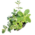 Organic Pineapple Mint Plant in 2.5-inch Pot - Variegated Mentha suaveolens - Aromatic Mint for Teas and Desserts