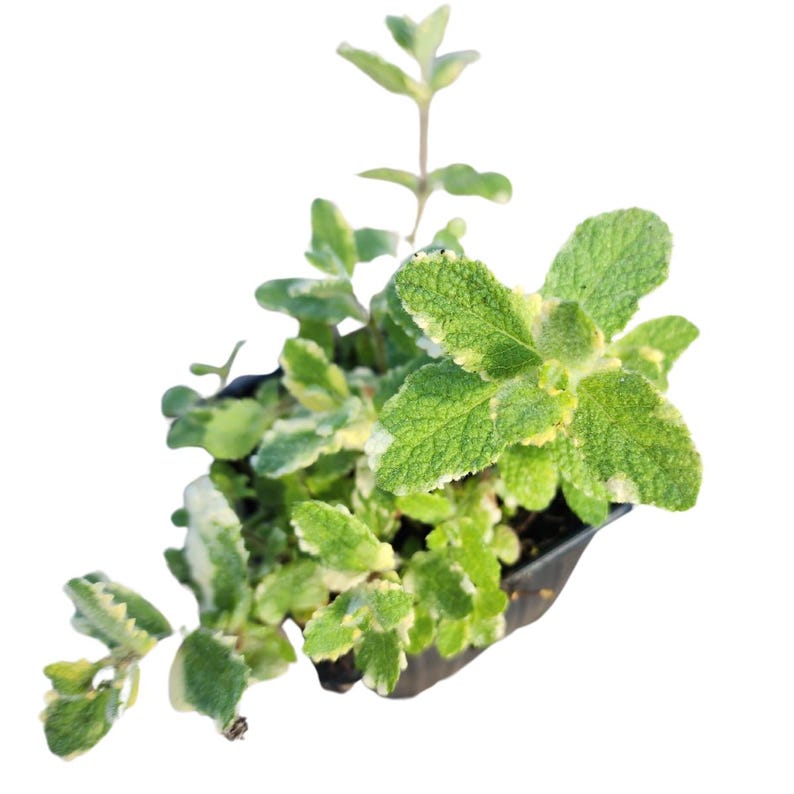 Organic Pineapple Mint Plant in 2.5-inch Pot - Variegated Mentha suaveolens - Aromatic Mint for Teas and Desserts