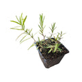 Mountain Mint Plant 2.5-inch Pot, Narrow-Leaved (Pycnanthemum tenuifolium), Organic, Deer-Resistant, Pollinator Friendly