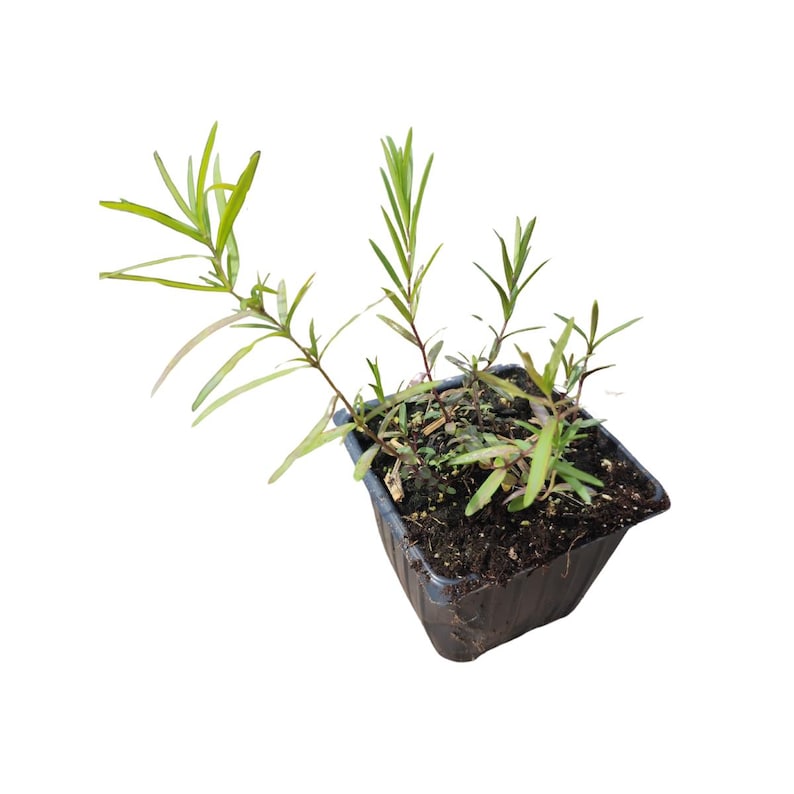 Mountain Mint Plant 2.5-inch Pot, Narrow-Leaved (Pycnanthemum tenuifolium), Organic, Deer-Resistant, Pollinator Friendly