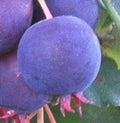 Saskatoon Serviceberry Shrub Live Plant 9-14" Edible Berries Amelanchier alnifolia Cold Hardy Blueberry Alternative