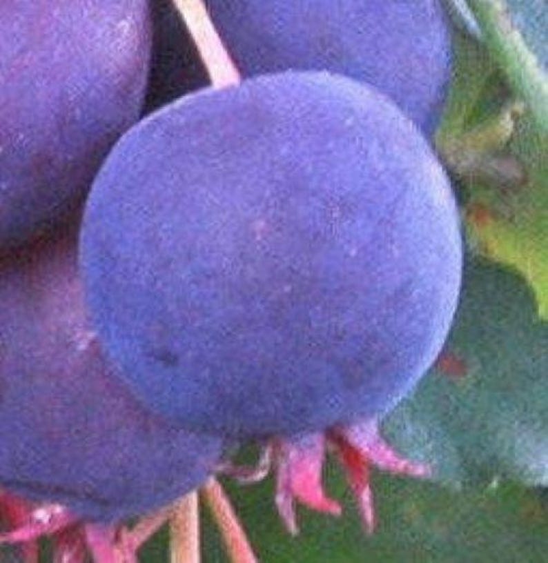 Saskatoon Serviceberry Shrub Live Plant 9-14" Edible Berries Amelanchier alnifolia Cold Hardy Blueberry Alternative