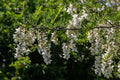 Kentucky Coffee Tree Plant - Large 3 ft Tall - Gymnocladus dioicus - Perfect for Landscaping or Garden