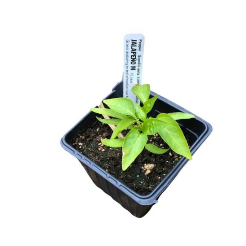 Organic Jalapeno Pepper Plant in 2.5-inch Pot, Capsicum annuum, Medium Green Chili Pepper, Smoke Camp Crafts