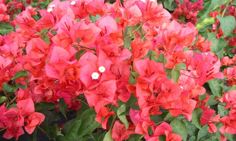 Bougainvillea Plant 3 Gal Climbing Miss Manila Bougainvillea glabra