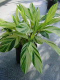 Variegated Shell Ginger Live Plant - Alpinia zerumbet 'Variegata' - Tropical Foliage for Gardens and Landscaping