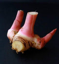 Galangal Plant - 1 Gal Pot - Greater Variety for Thai Cuisine - Alpinia Galanga