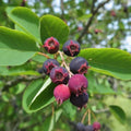 Hybrid Lamarkii Saskatoon Serviceberry Live Plant, 12-18 inches, Amelanchier Lamarkii, Edible Berry Fruit Tree