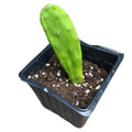 Organic Prickly Pear Cactus Plant 2.5-inch Pot, Opuntia cochenillifera, Pink Flowers, Smooth Green Pads, Smoke Camp Crafts