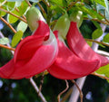 Hummingbird Tree Live Plant 10-14 Inch Sesbania Grandiflora Half Gal Pot - Fast-Growing with Red Flowers for Bees & Hummingbirds