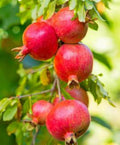 Pomegranate Plant Medovyi Vasha 1 Gallon Pot, Cold Hardy & Sweet Variety, 14-18 Inch Height, Easy to Grow in Pots or Ground