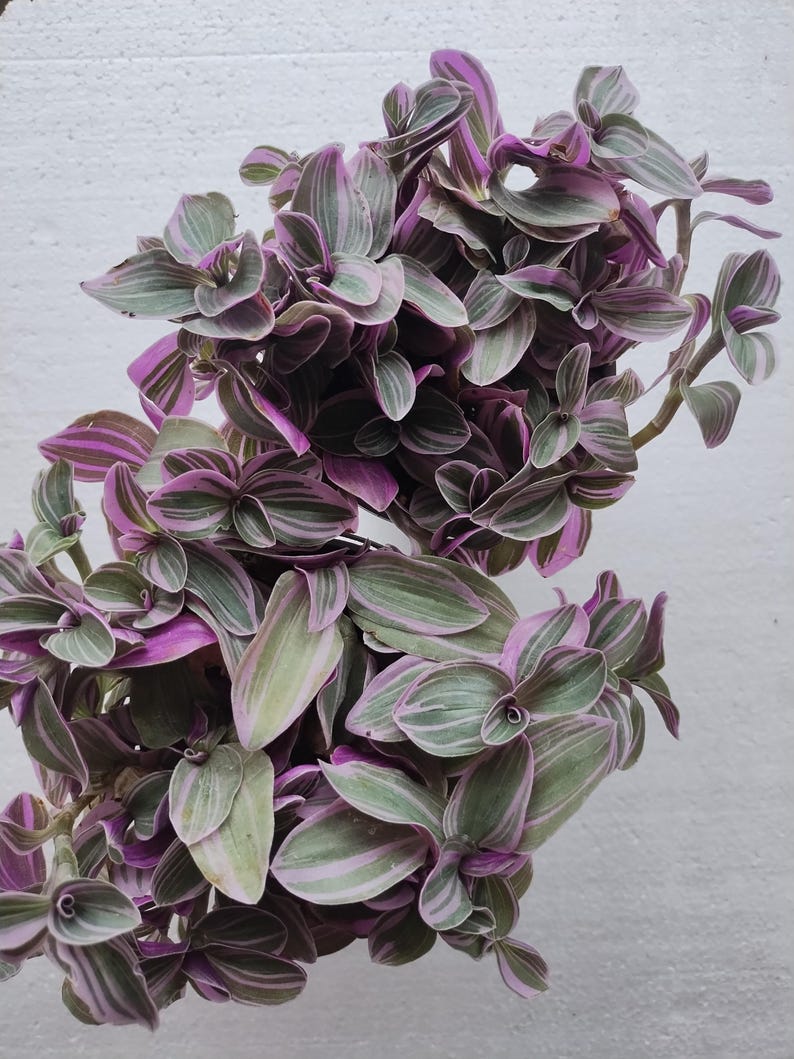 Feeling Flirty Tradescantia - Small Rooted Plant with Free Cutting - Easy Care Houseplant, Tradescantia spp.