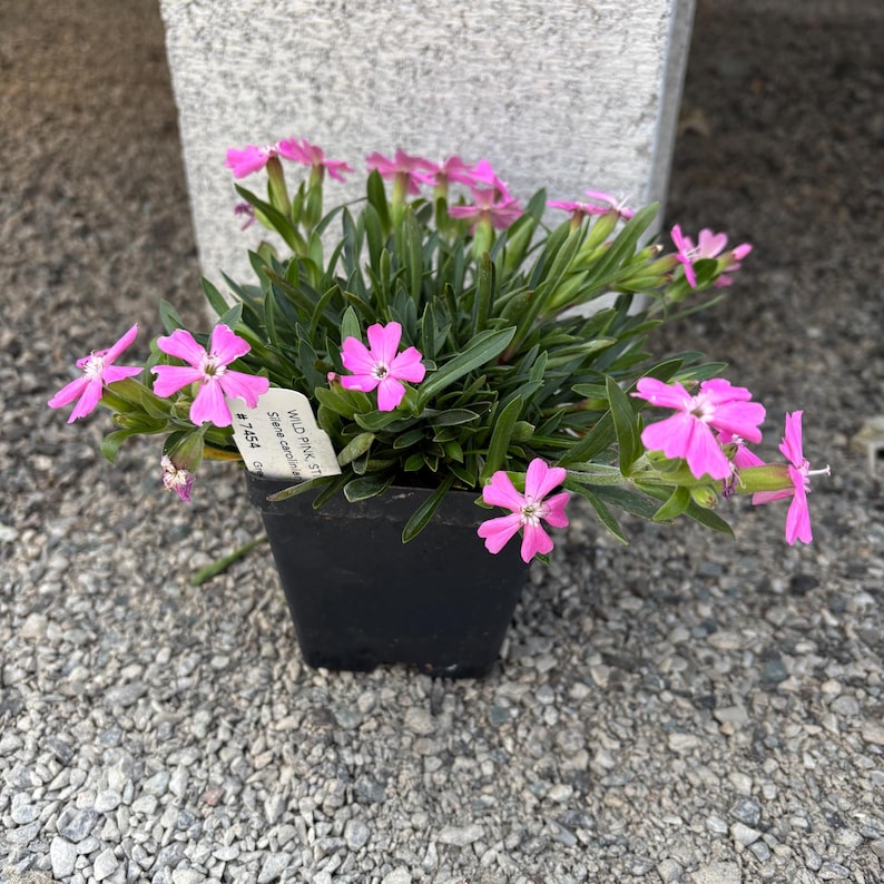 Wild Pink Live Plant 3.5" Pot - Silene caroliniana - Sticky Catchfly - Native North American Flower - Zones 5-8